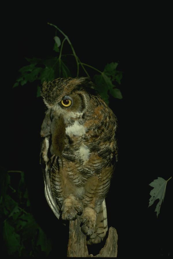 075046 Great Horned Owl Holding Prey A4 Photo Print