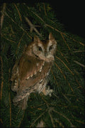 075047 Screech Owl Adult (Red Phase) A4 Photo Print