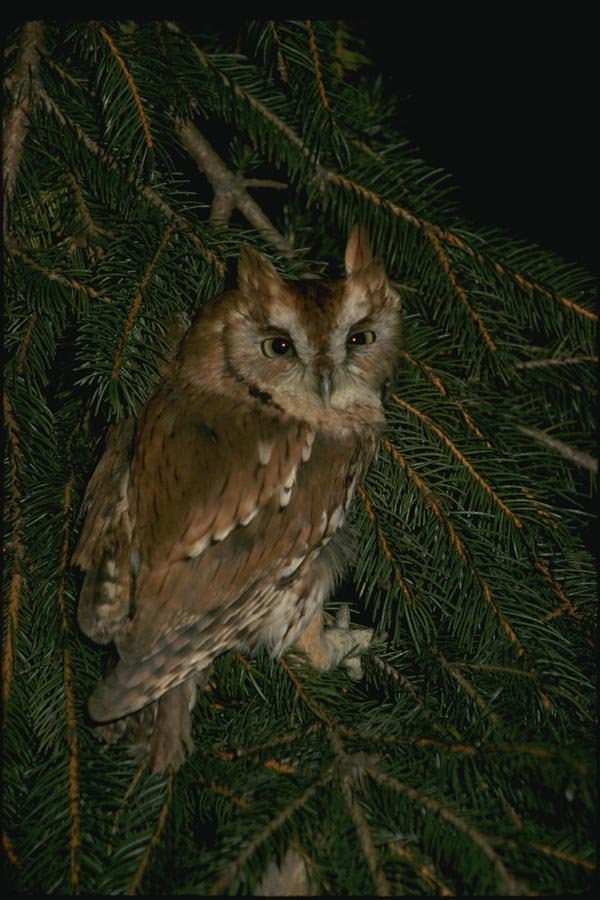 075047 Screech Owl Adult (Red Phase) A4 Photo Print