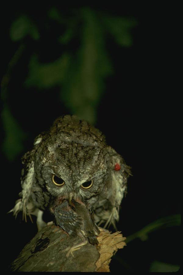 075048 Screech Owl Over Prey A4 Photo Print