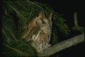 075049 Screech Owl Adult (Red Phase) A4 Photo Print
