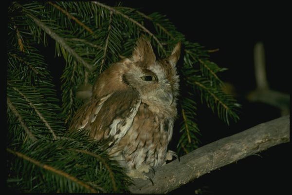 075049 Screech Owl Adult (Red Phase) A4 Photo Print