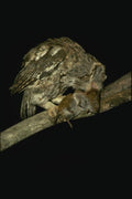 075050 Screech Owl Holding Prey A4 Photo Print