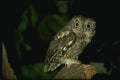 075051 Screech Owl A4 Photo Print