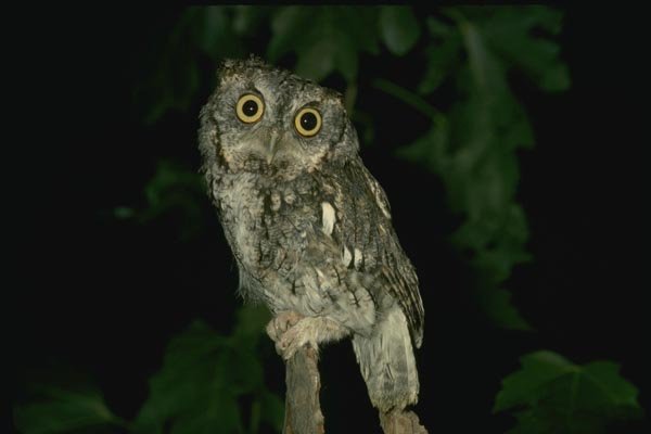 075052 Screech Owl A4 Photo Print