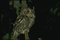 075053 Screech Owl A4 Photo Print