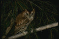 075054 Screech Owl Adult Red Phase A4 Photo Print