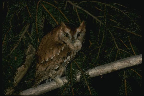 075054 Screech Owl Adult Red Phase A4 Photo Print