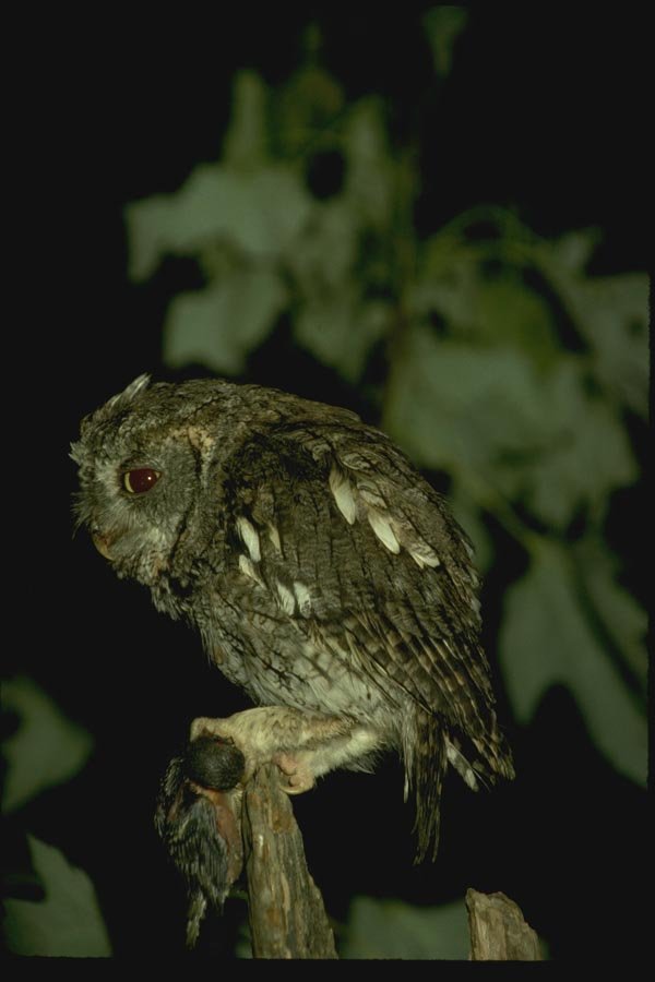 075055 Screech Owl Over Prey A4 Photo Print