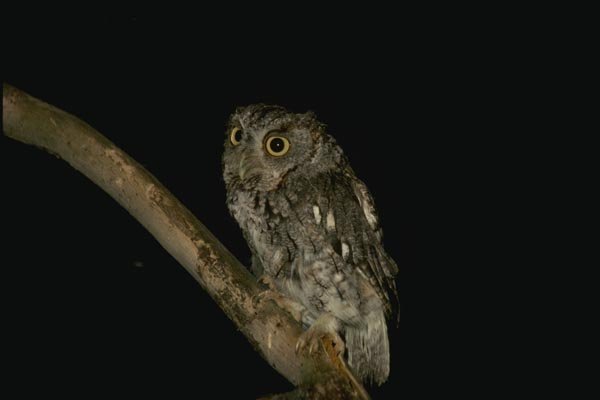 075056 Screech Owl Gray Phase A4 Photo Print