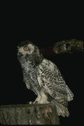 075057 Snowy Owl Immature (8 10 Weeks) A4 Photo Print