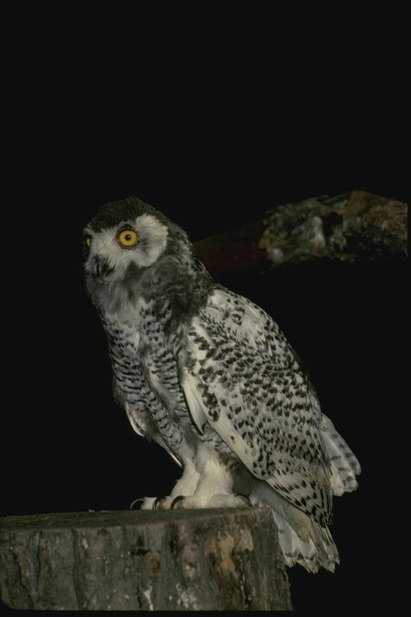 075057 Snowy Owl Immature (8 10 Weeks) A4 Photo Print