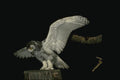075058 Snowy Owl Immature (8 10 Weeks) A4 Photo Print
