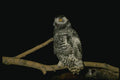 075059 Snowy Owl Immature (8 10 Weeks) A4 Photo Print