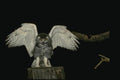 075060 Snowy Owl Immature (8 10 Weeks) A4 Photo Print