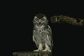 075061 Snowy Owl Immature (8 10 Weeks) A4 Photo Print