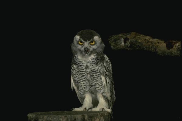 075061 Snowy Owl Immature (8 10 Weeks) A4 Photo Print