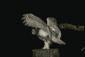 075062 Snowy Owl Immature (8 10 Weeks) A4 Photo Print