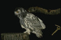 075063 Snowy Owl Immature (8 10 Weeks) A4 Photo Print