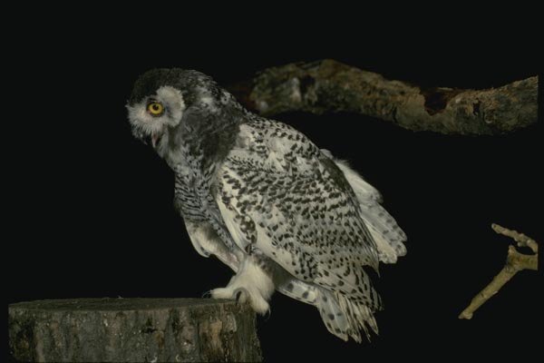 075063 Snowy Owl Immature (8 10 Weeks) A4 Photo Print