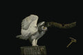 075064 Snowy Owl Immature (8 10 Weeks) A4 Photo Print