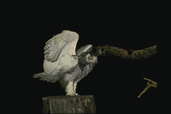 075064 Snowy Owl Immature (8 10 Weeks) A4 Photo Print