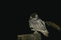 075065 Snowy Owl Immature (8 10 Weeks) A4 Photo Print