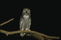 075066 Snowy Owl Immature (8 10 Weeks) A4 Photo Print