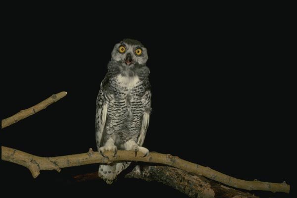 075066 Snowy Owl Immature (8 10 Weeks) A4 Photo Print