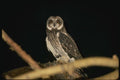 075067 Short Eared Owl A4 Photo Print