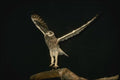 075068 Short Eared Owl Taking Off A4 Photo Print