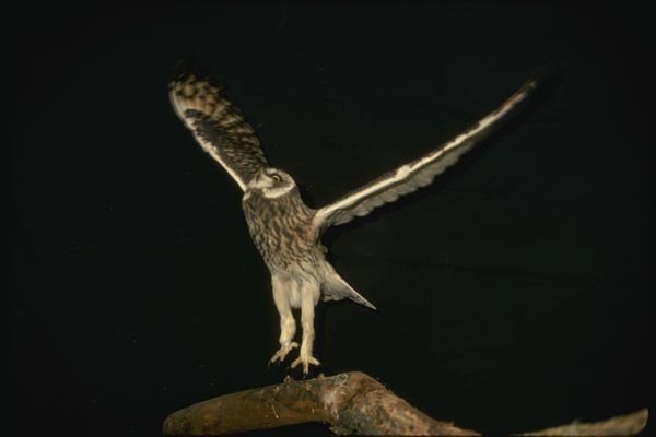 075068 Short Eared Owl Taking Off A4 Photo Print
