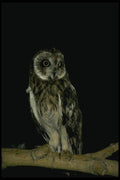 075069 Short Eared Owl A4 Photo Print