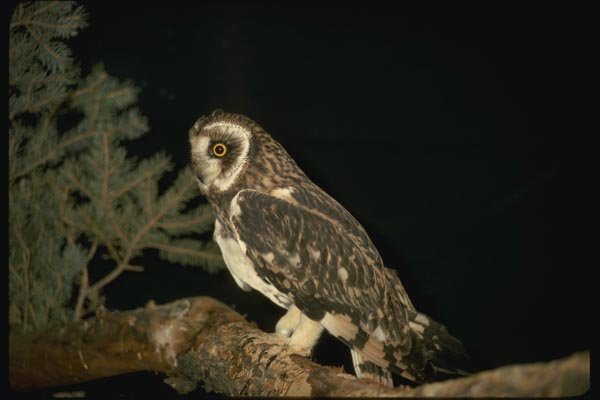 075070 Short Eared Owl A4 Photo Print