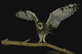075071 Short Eared Owl A4 Photo Print