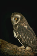 075072 Short Eared Owl A4 Photo Print