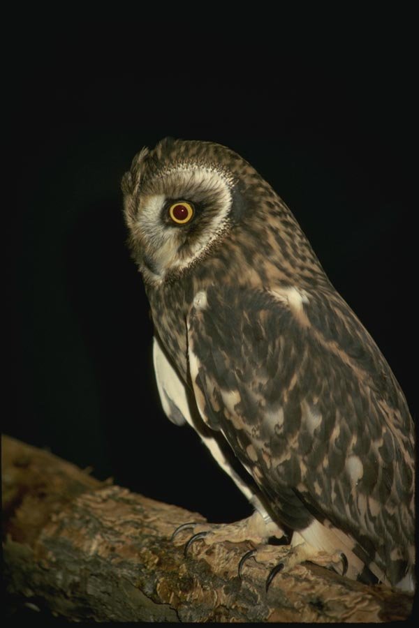 075072 Short Eared Owl A4 Photo Print