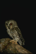 075073 Saw Whet Owl A4 Photo Print