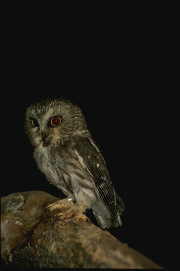 075073 Saw Whet Owl A4 Photo Print