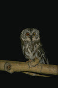 075074 Saw Whet Owl A4 Photo Print