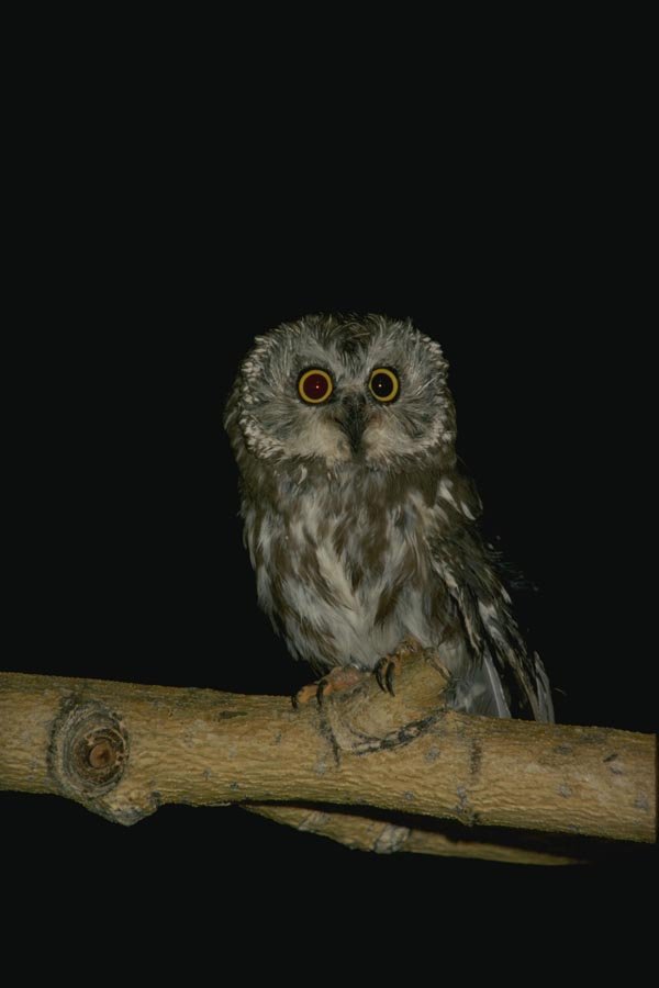 075074 Saw Whet Owl A4 Photo Print