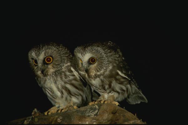 075075 Saw Whet Owls A4 Photo Print