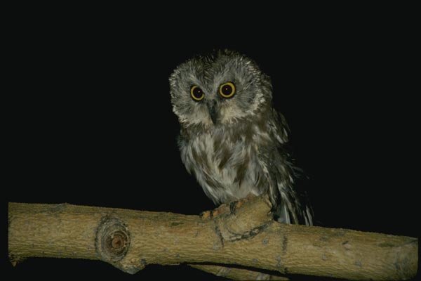 075076 Saw Whet Owl A4 Photo Print