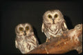 075077 Saw Whet Owls A4 Photo Print
