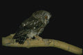 075078 Saw Whet Owl A4 Photo Print
