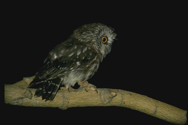075078 Saw Whet Owl A4 Photo Print