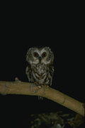 075079 Saw Whet Owl A4 Photo Print