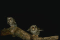 075080 Saw Whet Owls A4 Photo Print