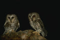 075081 Saw Whet Owls A4 Photo Print