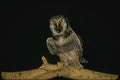 075082 Hawk Owl A4 Photo Print